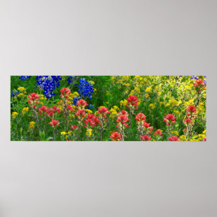 Bluebonnets und Indischer Pinsel - Panaoramaaufnah Poster