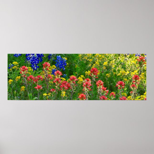 Bluebonnets und Indischer Pinsel - Panaoramaaufnah Poster (Vorne)