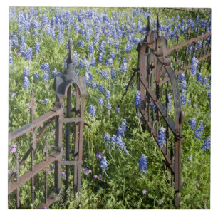 Bluebonnets und Phlox rund um den Friedhof Fliese