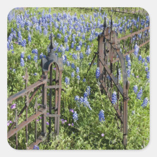Bluebonnets und Phlox rund um den Friedhof Quadratischer Aufkleber