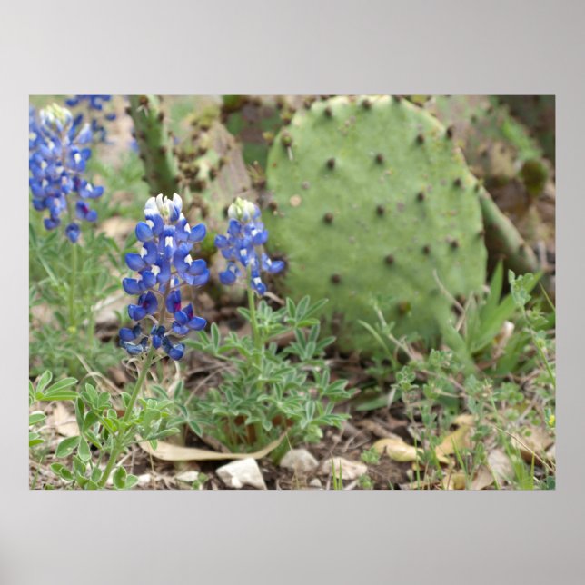 Bluebonnets und Prickly Birne Poster (Vorne)
