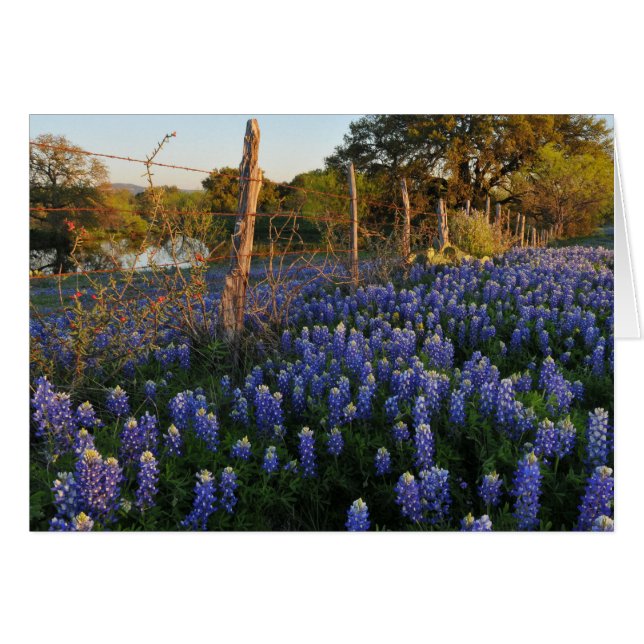 Bluebonnets und Stacheldraht-Zaun (Vorderseite (Horizontal))