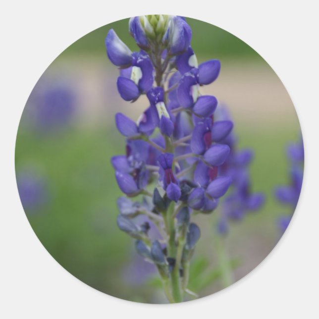 BlueBonnett Runder Aufkleber (Vorderseite)