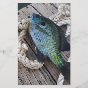 Bluegill auf Dock