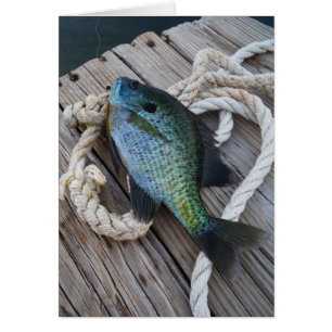 Bluegill auf Dock