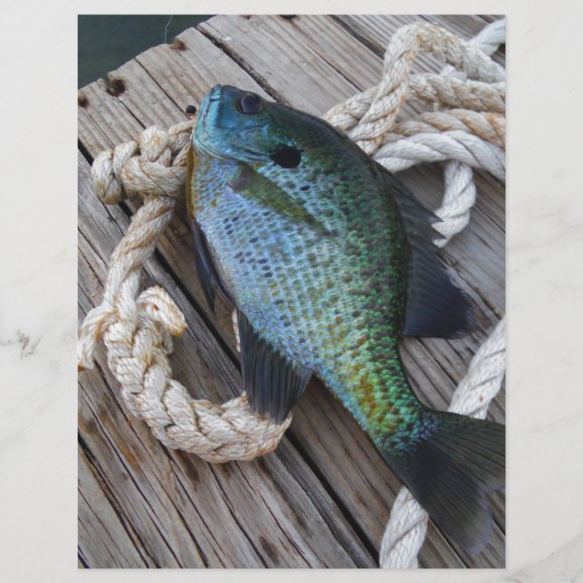 Bluegill auf Dock (Vorderseite)