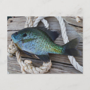 Bluegill auf Dock Postkarte