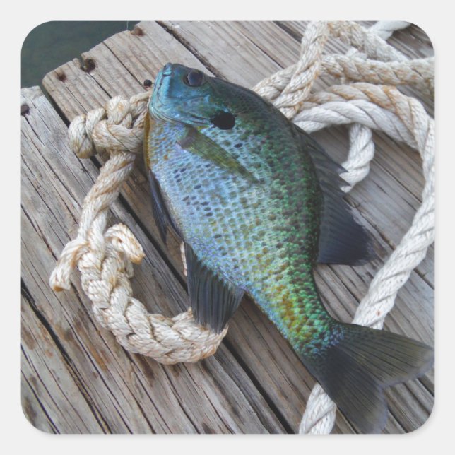 Bluegill auf Dock Quadratischer Aufkleber (Vorderseite)