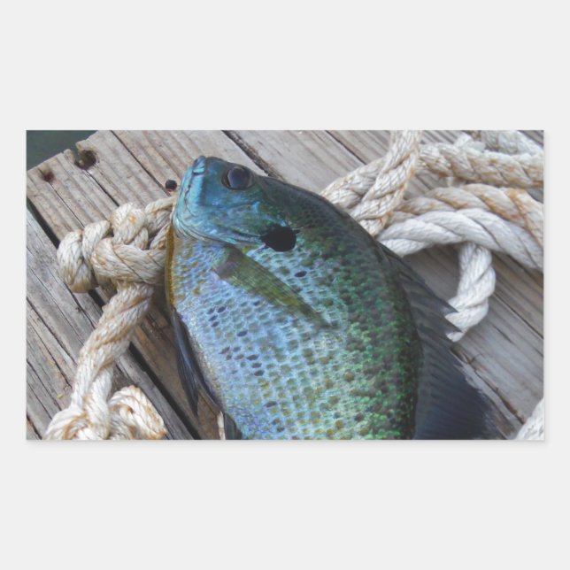 Bluegill auf Dock Rechteckiger Aufkleber (Vorderseite)