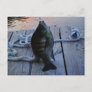 Bluegill bei Sonnenuntergang Lake Arrowhead Postkarte