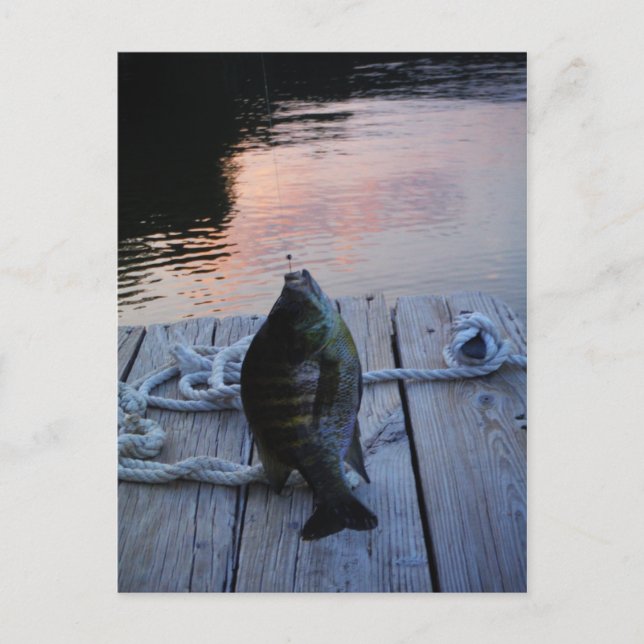 Bluegill bei Sonnenuntergang Lake Arrowhead Postkarte (Vorderseite)