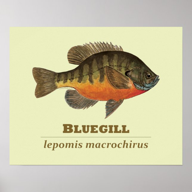 Bluegill Bream Fishing Poster (Vorne)