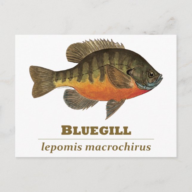 Bluegill Bream Fishing Postkarte (Vorderseite)