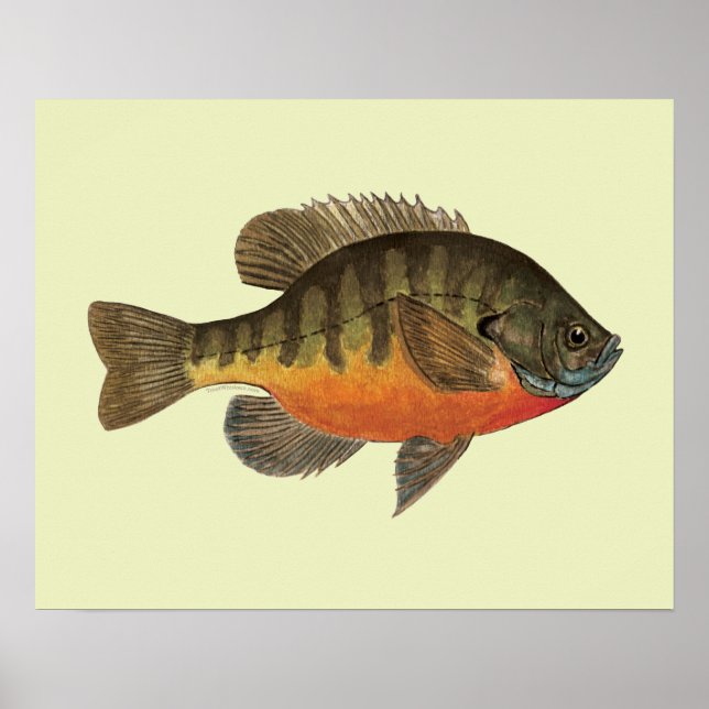 Bluegill Bream Poster (Vorne)