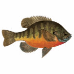 Bluegill Brei Fotoskulptur Magnet<br><div class="desc">BLUEGELMÄSSIG SCHMERZEN. Nur der Fisch, der ganze Fisch, und nichts als der Fisch - lepomis macrochirus. Das Bild zeigt das farbenprächtige, wunderschöne Muster der wilden östlichen Bachforelle - genau wie die Natur sie gemalt hat. Diese Bromkunst stammt aus einem originalen Aquarellmalerei von Herrn Trout Whiskers, Doug Shultz. Gutes Geschenk für Ihren...</div>