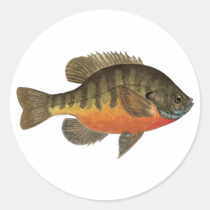 Bluegill Brei Runder Aufkleber