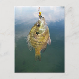 Bluegill Catch Postkarte