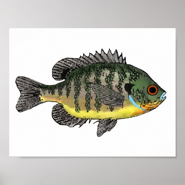 Bluegill Sunfish Poster (Vorne)