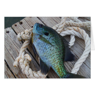 bluegill sur quai