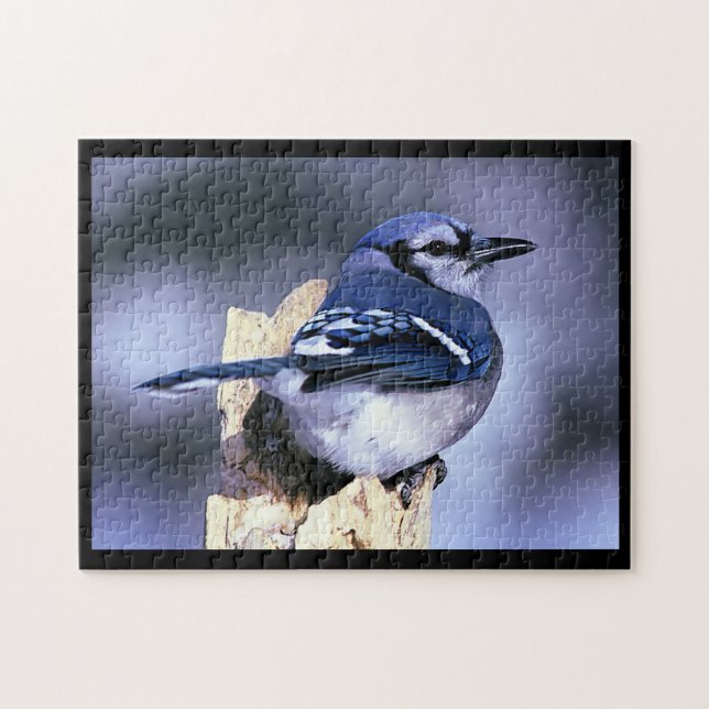 BlueJay (Horizontal)