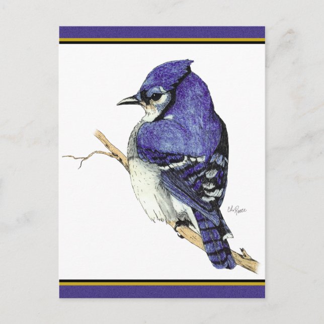 Bluejay 2 Postcard Postkarte (Vorderseite)