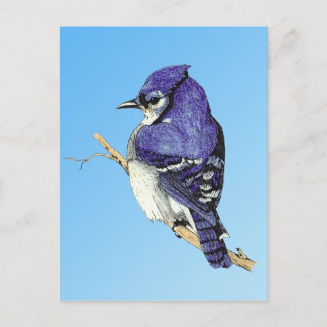 Bluejay 3 Postcard Postkarte (Vorderseite)