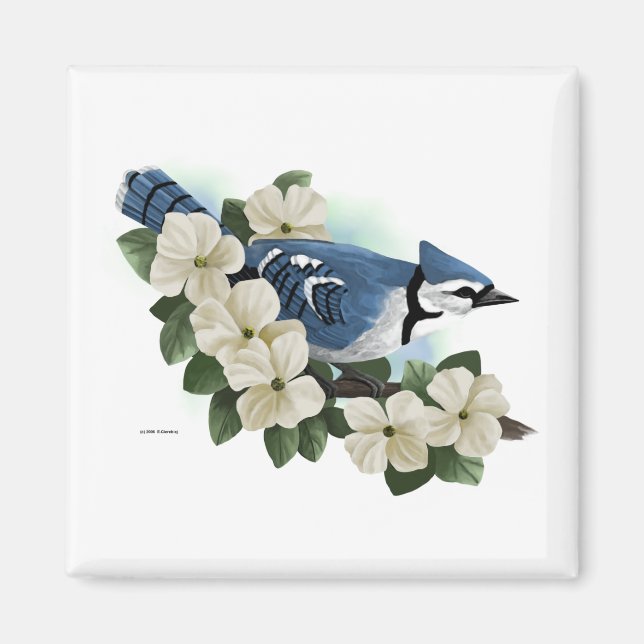 Bluejay Magnet (Vorne)