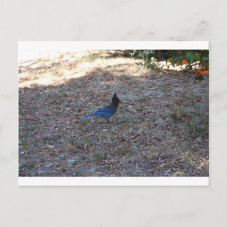 Bluejay mit Food, Lake Arrowhead, CA Postkarte