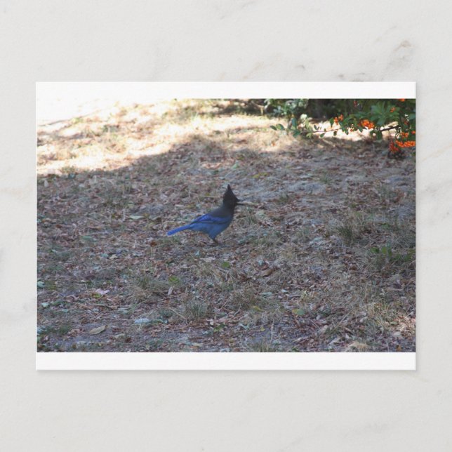 Bluejay mit Food, Lake Arrowhead, CA Postkarte (Vorderseite)