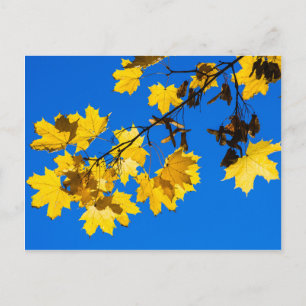 Blues Herbst Postkarte