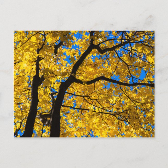 Blues Herbst Postkarte (Vorderseite)