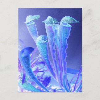 Blues sarracenia postkarte