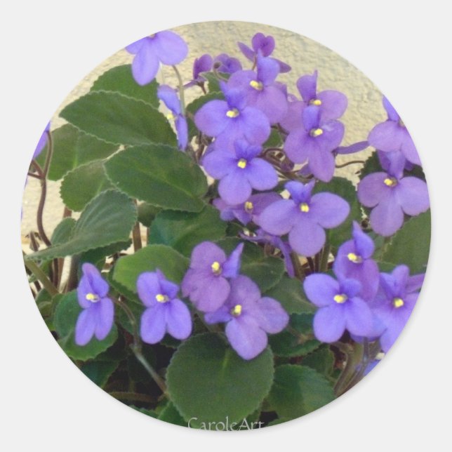 Bluest Blue Violets Runder Aufkleber (Vorderseite)