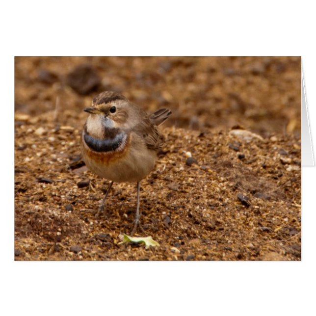 Bluethroat, Blaukehlchen, Luscinia svecica (Devant horizontal)