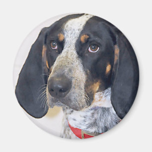 Bluetick Coonhound Foto Magnet