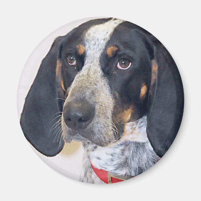 Bluetick Coonhound Foto Magnet (Vorne)