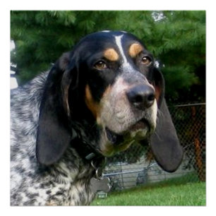 Bluetick Coonhound.png Poster