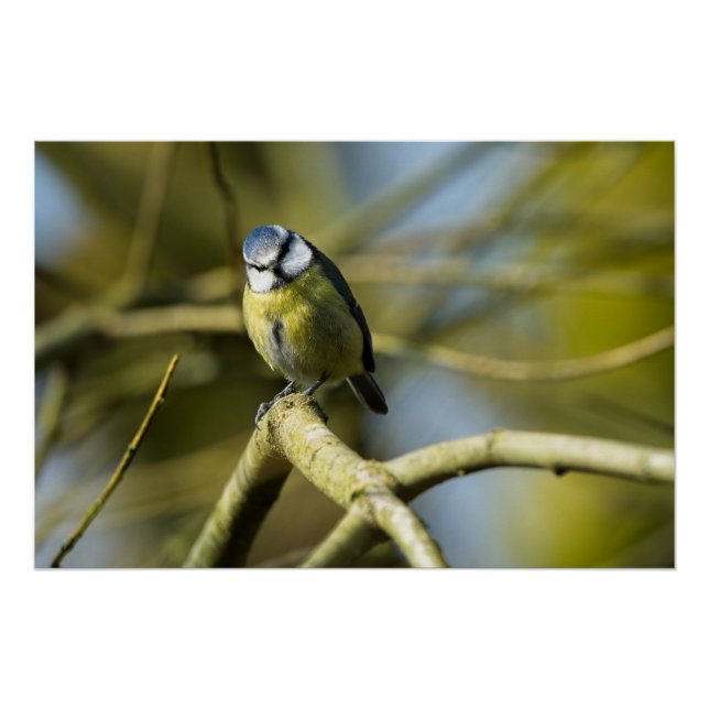 Bluetit beim Betrachten der Kamera Poster (Vorderseite)
