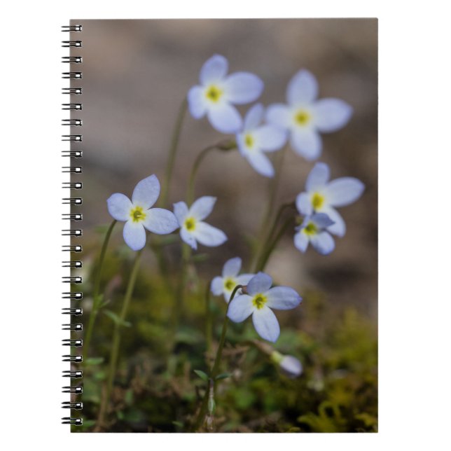 Bluets kleines lila Blumen-Wildblume-Notizbuch Notizblock (Vorderseite)