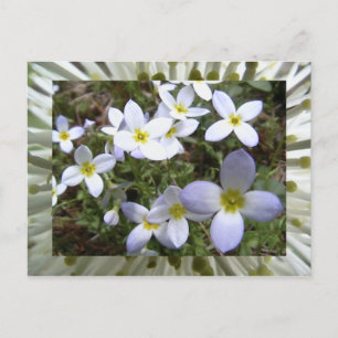 bluets postkarte