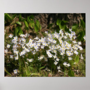 Bluets Tiny Blue Flowers Ölgemälde Foto Poster