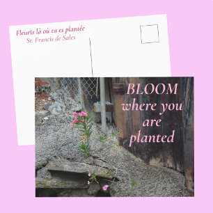 Blühe, wo du gepflanzt bist Rosa Blüten Postkarte