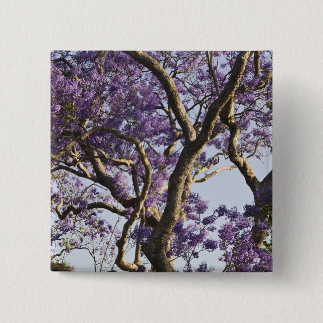 Blühen von Jacaranda Bäumen in New Farm Park, Button (Vorderseite)