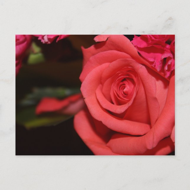 Blühend Rose Postkarte (Vorderseite)