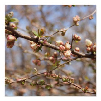 Blühende Apple Tree Canvas Print Poster