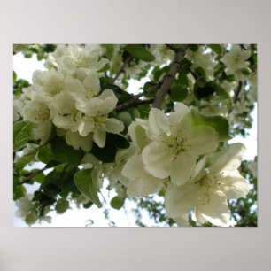 Blühende Apple Tree Print Poster