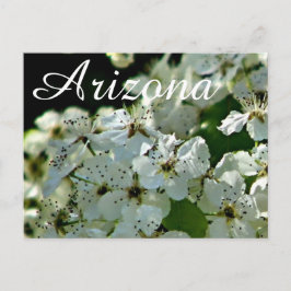 Blühende Birne, Arizona-Postkarte Postkarte