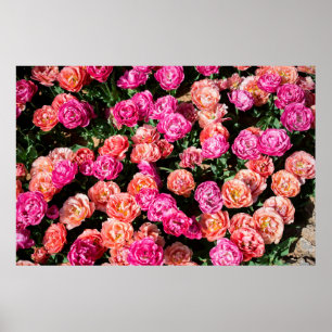Blühende Blume bilden eine Blumenstruktur Poster