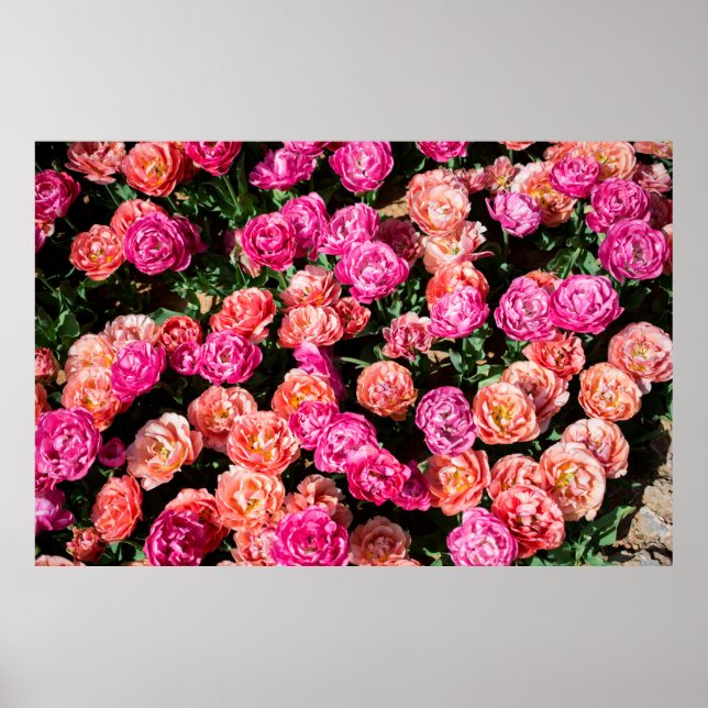 Blühende Blume bilden eine Blumenstruktur Poster (Vorne)