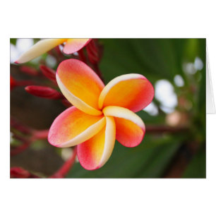 Blühende Blume Rot und Gelb Plumeria